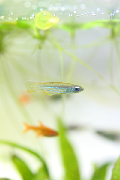 飼育から1年7か月　アプロケイリクティス・マクロフタルマス